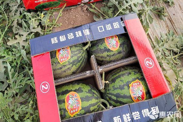 甘美4k西瓜种植技术流程-图片版权归惠农网所有