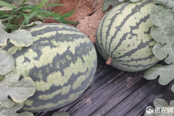 甘美4k西瓜种植技术流程-图片版权归惠农网所有