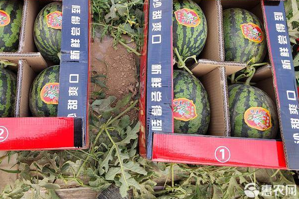 甘美4k西瓜种植技术流程-图片版权归惠农网所有