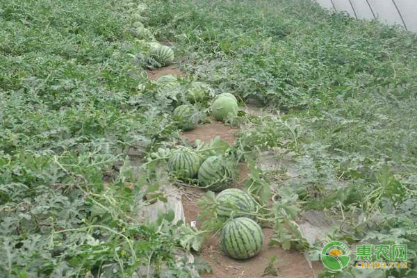 西瓜的施肥技术要点-图片版权归惠农网所有