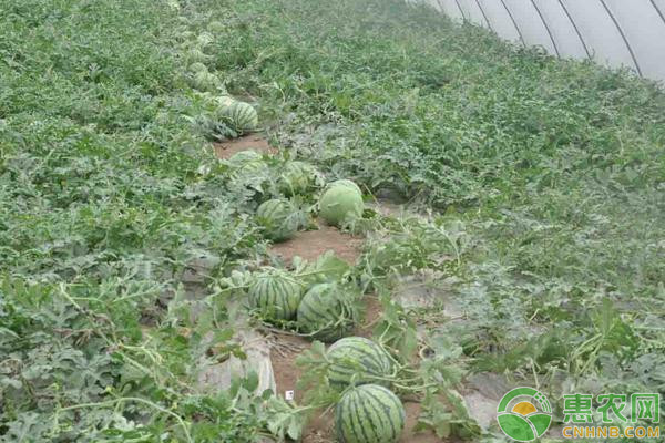 春季露地西瓜的栽培管理要点-图片版权归惠农网所有