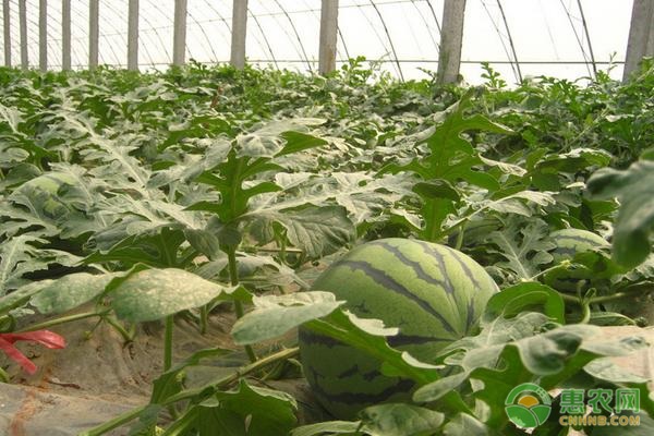 春季露地西瓜的栽培管理要点-图片版权归惠农网所有