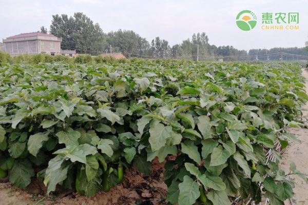 茄子种子播种方法-图片版权归惠农网所有