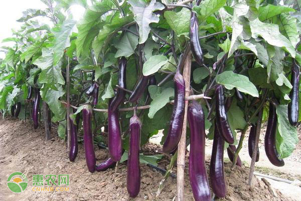 茄子种子播种方法-图片版权归惠农网所有