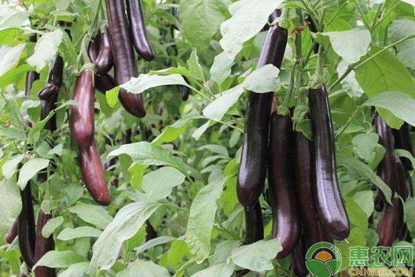 露天种植茄子剪枝需注意哪些问题?-图片版权归惠农网所有