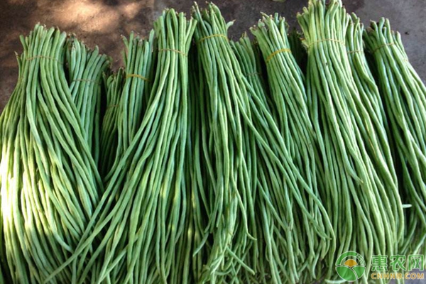 豇豆如何栽培?豇豆高产种植管理要点-图片版权归惠农网所有