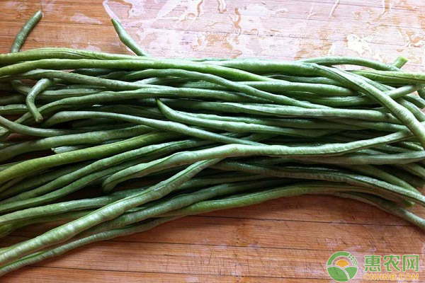 豇豆如何栽培?豇豆高产种植管理要点 豇豆如何栽培?豇豆高产种植管理要点-图片版权归惠农网所有