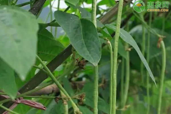 如何对豇豆施肥?-图片版权归惠农网所有