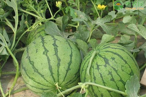 西瓜栽培技术和注意事项-图片版权归惠农网所有