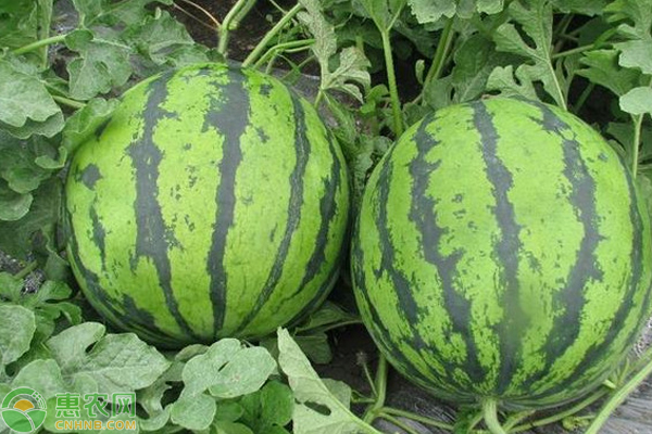 西瓜栽培技术和注意事项-图片版权归惠农网所有