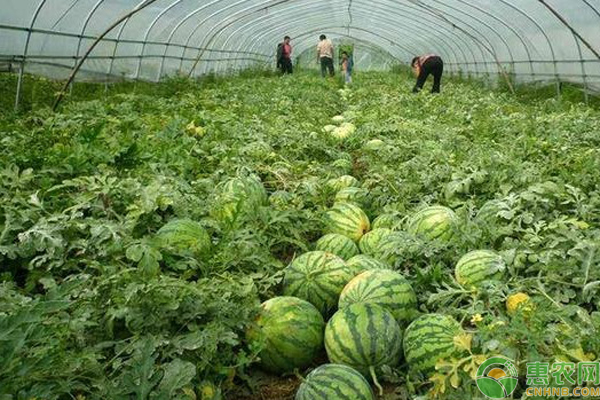 西瓜栽培技术和注意事项-图片版权归惠农网所有