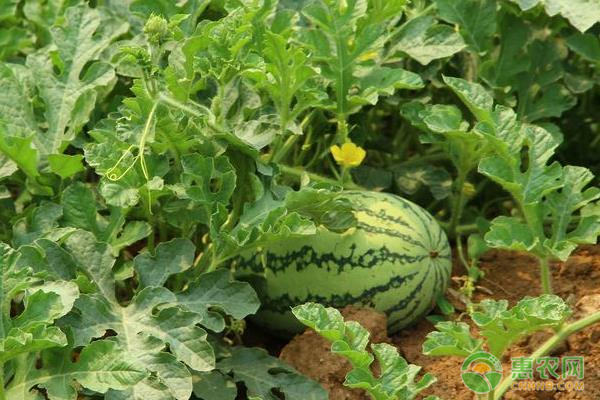西农8号西瓜种植时间及种植技术-图片版权归惠农网所有