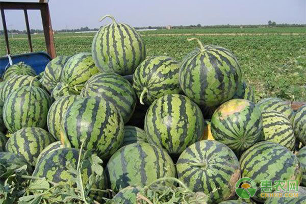 麒麟西瓜的高产种植技术-图片版权归惠农网所有