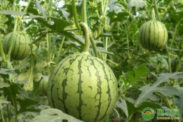 麒麟瓜产地哪里最好？种植麒麟瓜如何管理？-图片版权归惠农网所有