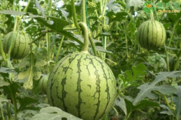 麒麟瓜大棚栽培技术要点-图片版权归惠农网所有