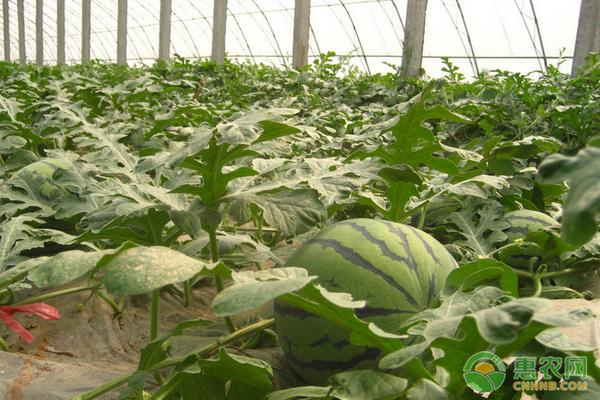 麒麟瓜大棚栽培技术要点-图片版权归惠农网所有