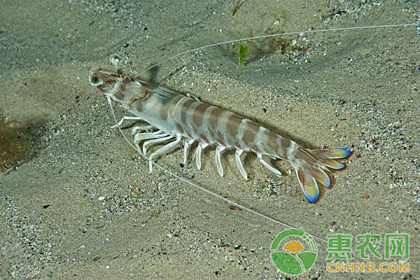南美白对虾养殖过程中的水质管理技术要点介绍-图片版权归惠农网所有