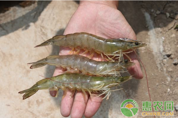 南美白对虾养殖过程中的水质管理技术要点介绍-图片版权归惠农网所有