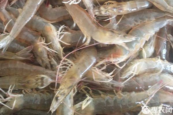 池塘养殖南美白对虾技术-图片版权归惠农网所有