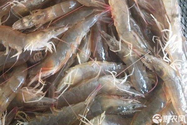 池塘养殖南美白对虾技术-图片版权归惠农网所有