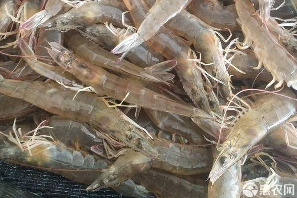 池塘养殖南美白对虾技术-图片版权归惠农网所有