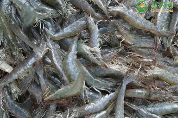 淡水养殖南美白对虾的最新技术-图片版权归惠农网所有