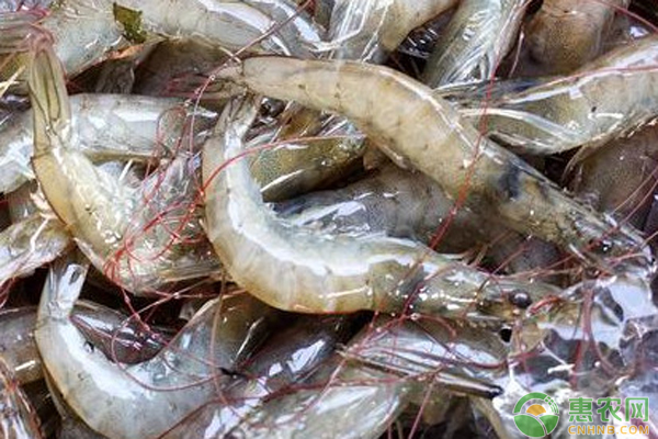 淡水养殖南美白对虾的最新技术-图片版权归惠农网所有