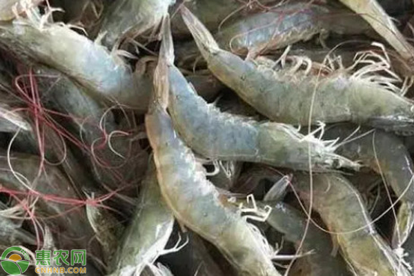 淡水养殖南美白对虾的最新技术-图片版权归惠农网所有