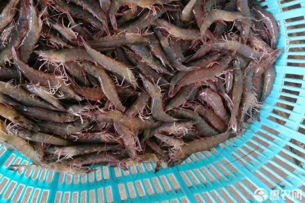 南美白对虾养殖技术-图片版权归惠农网所有