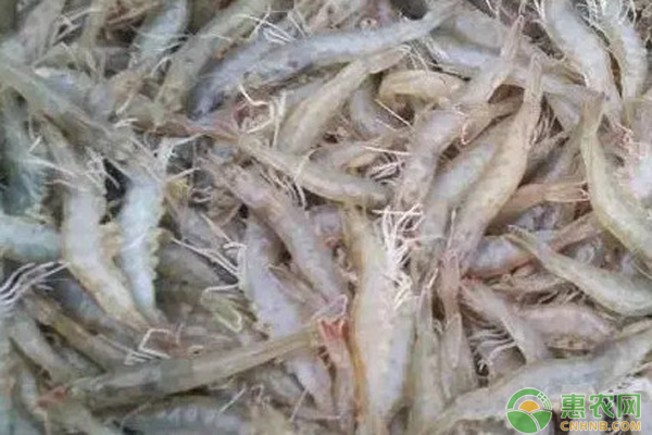 大棚养殖白对虾虾养殖技术-图片版权归惠农网所有