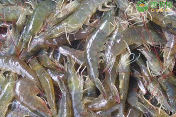 大棚养殖白对虾虾养殖技术-图片版权归惠农网所有