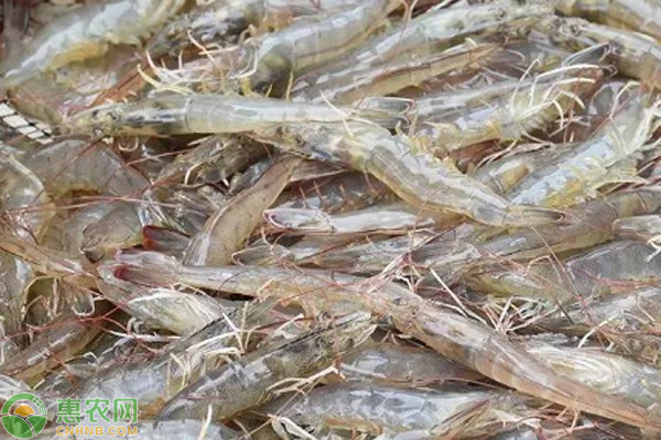 大棚养殖白对虾虾养殖技术-图片版权归惠农网所有