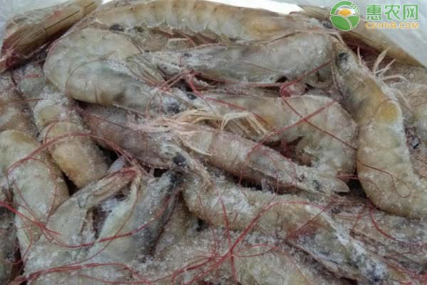 南美白对虾养殖大棚怎么建造？养殖要点要注意哪些？-图片版权归惠农网所有