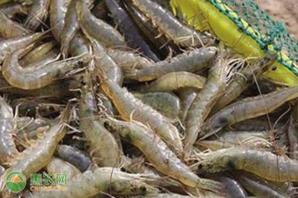 南美白对虾养殖大棚怎么建造？养殖要点要注意哪些？-图片版权归惠农网所有