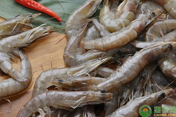 南美白对虾养殖难吗？需注意什么？（附科学养殖技术）-图片版权归惠农网所有