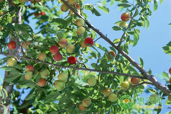 露地桃树如何密植？露地桃树密植技术要点-图片版权归惠农网所有