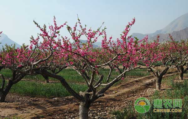 桃树高产施肥技术-图片版权归惠农网所有