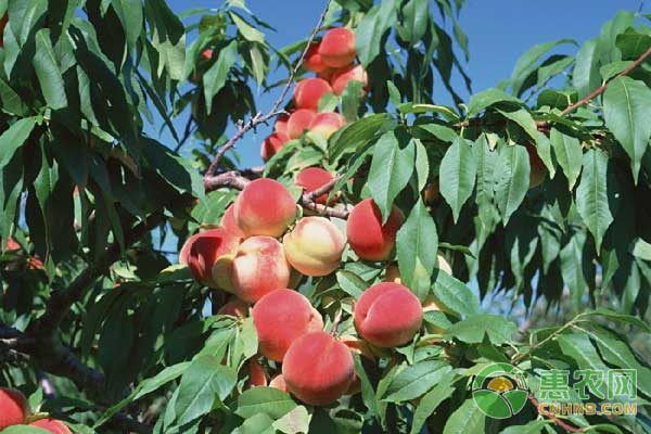 桃树再植障碍是什么？桃树再植障碍的解决办法-图片版权归惠农网所有