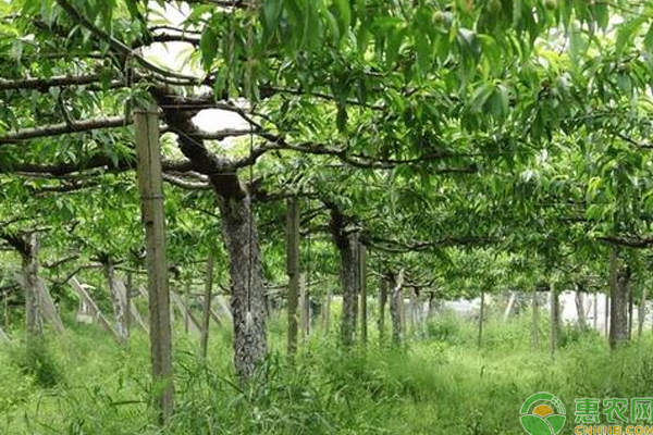 桃树怎么栽培？“躺着”结果的桃树栽培新招-图片版权归惠农网所有