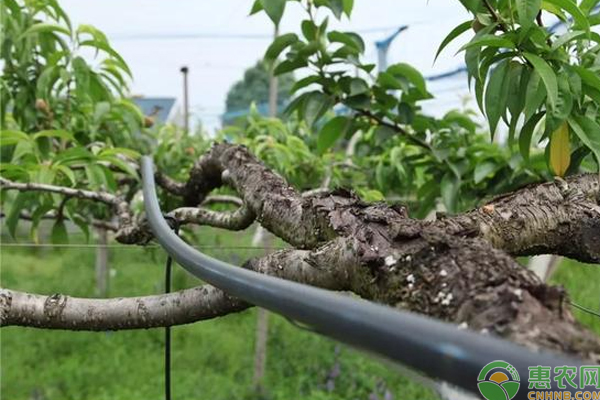 桃树怎么栽培？“躺着”结果的桃树栽培新招-图片版权归惠农网所有