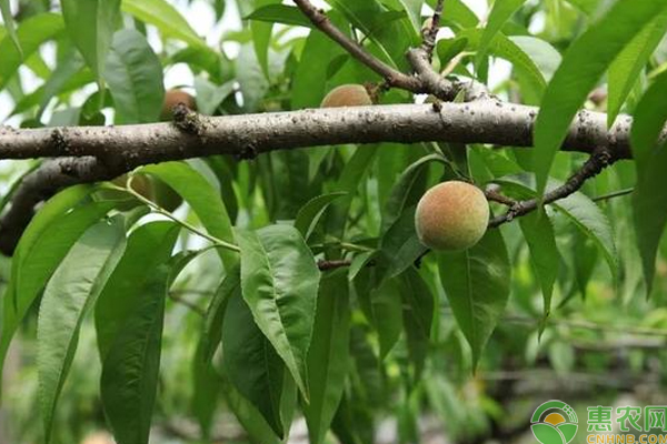 桃树怎么栽培？“躺着”结果的桃树栽培新招-图片版权归惠农网所有