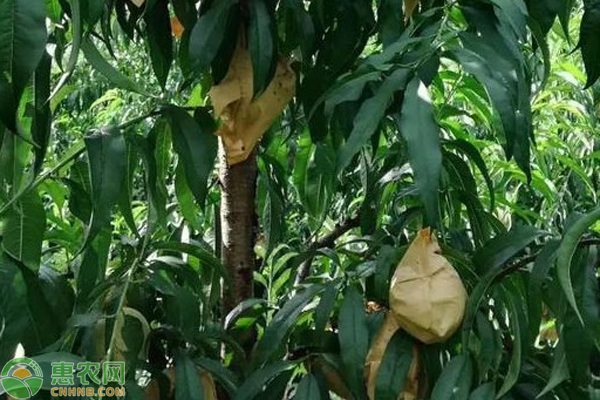 桃树干枯还能发芽吗？-图片版权归惠农网所有