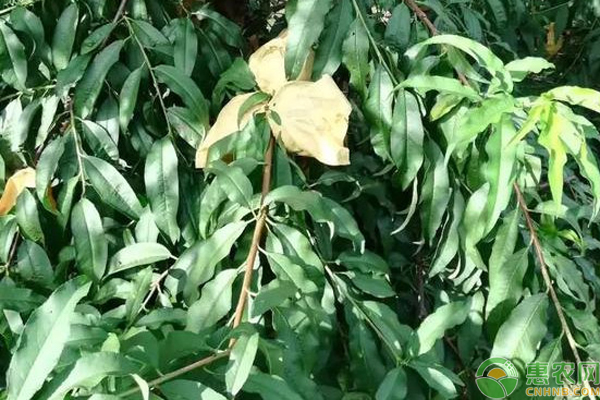 桃树干枯还能发芽吗？-图片版权归惠农网所有