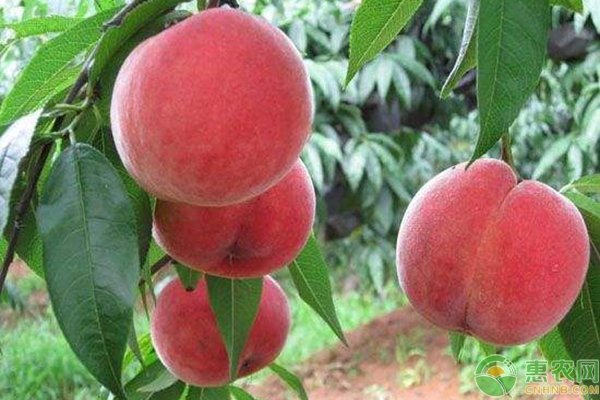 桃树修剪时间及桃树修剪注意事项-图片版权归惠农网所有