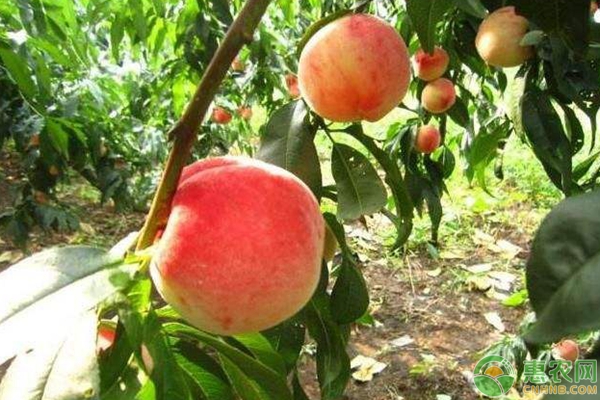 桃树修剪时间及桃树修剪注意事项-图片版权归惠农网所有