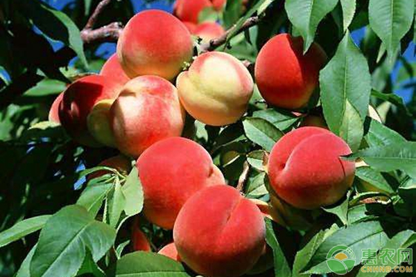 桃树修剪时间及桃树修剪注意事项-图片版权归惠农网所有