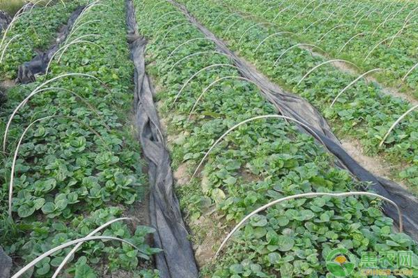 木耳菜的种植方法-图片版权归惠农网所有