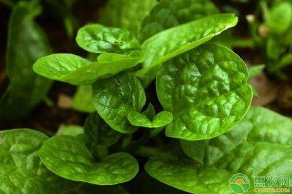 高产木耳菜需要掌握的栽培技术有哪些？-图片版权归惠农网所有