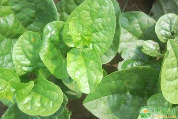 木耳菜高产的科学种植方法有哪些？-图片版权归惠农网所有