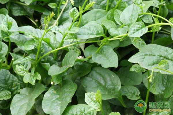 盆栽木耳菜种植方法及日常管理-图片版权归惠农网所有